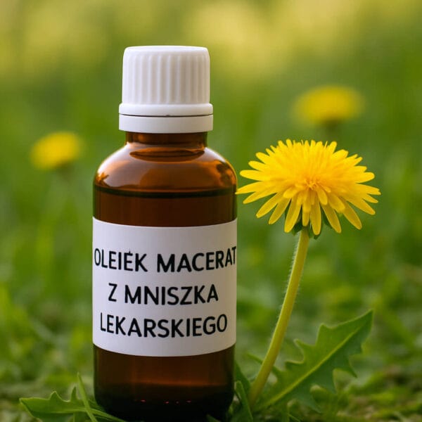 Macerat z miszka lekarskiego Butelka olejku maceratu z mniszka lekarskiego ustawiona na trawie obok świeżo rozkwitniętego żółtego kwiatu mniszka.