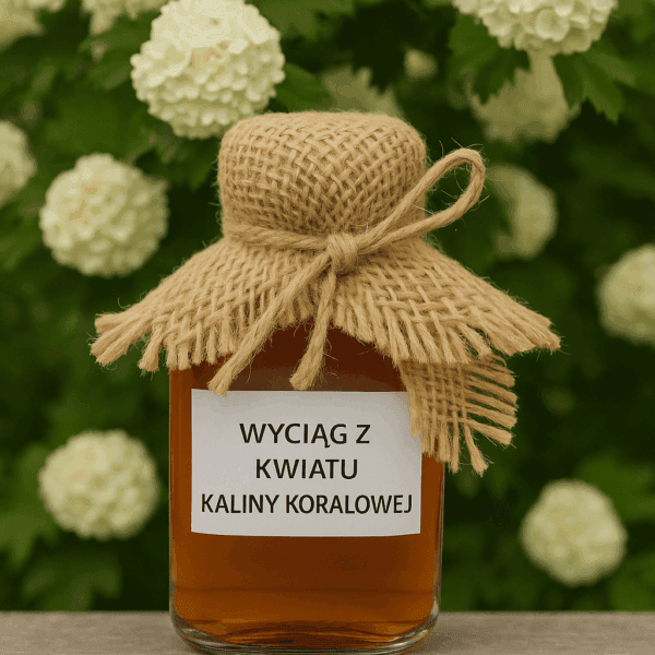 wyciag-z-kwiatu-kaliny-koralowej Wyciąg z kwiatu Kaliny Koralowej