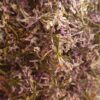Kwiat Lilaka Pospolitego 10g