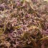 Kwiat Lilaka Pospolitego 10g